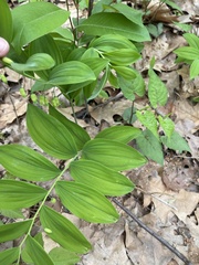 Polygonatum biflorum