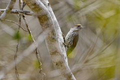 Nesoctites micromegas