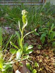 Erigeron pulchellus pulchellus