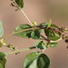 Boerhavia cordobensis - Photo (c) Tony Rebelo, μερικά δικαιώματα διατηρούνται (CC BY-SA), uploaded by Tony Rebelo