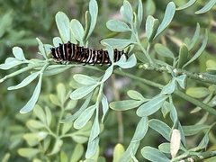 Papilio polyxenes