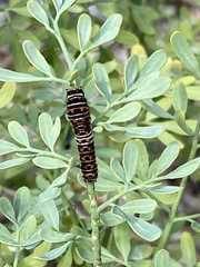 Papilio polyxenes