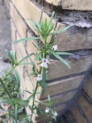 Misopates