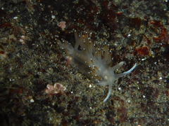 Apata pricei