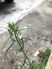 Misopates
