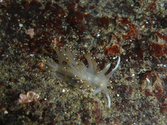 Apata pricei