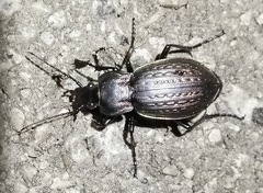 Carabus cumanus