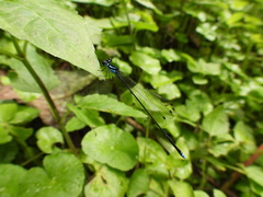 Coeliccia membranipes