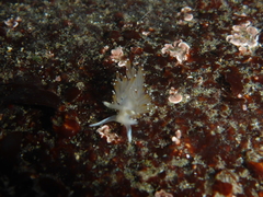 Apata pricei
