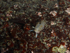 Apata pricei