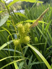 Carex typhina