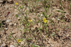 Lagophylla glandulosa