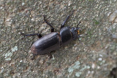 Dorcus rectus rectus