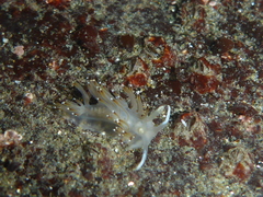 Apata pricei