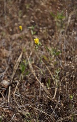 Lagophylla glandulosa