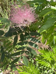 Calliandra surinamensis