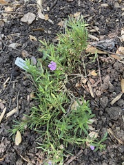 Dyschoriste linearis