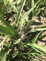 Tradescantia tharpii