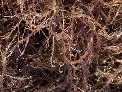 Hypnea