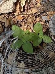 Ruellia drummondiana