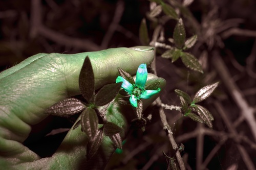 Image of Philadelphus texensis by (c) Michelle W. （鍾偉瑋）, some rights reserved (CC BY)