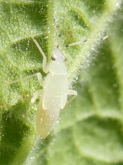 Phylus coryli