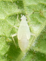 Phylus coryli