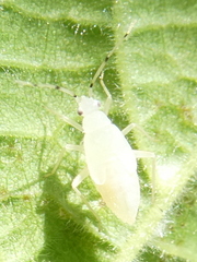 Phylus coryli