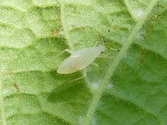 Phylus coryli