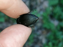 Carabus dufouri