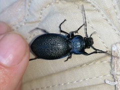 Carabus dufouri