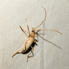 Centrodera