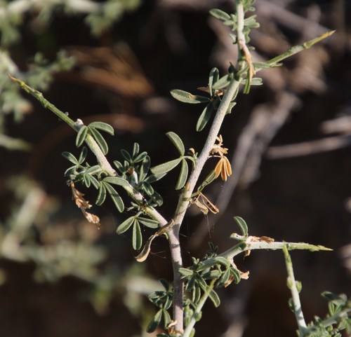 Image of Melolobium candicans by (c) Tony Rebelo, some rights reserved (CC BY-SA)