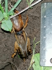 Gryllotalpa vineae