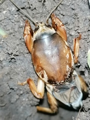 Gryllotalpa vineae
