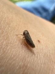 Agallia quadripunctata