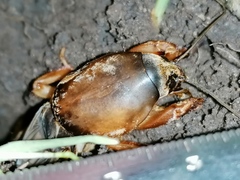 Gryllotalpa vineae
