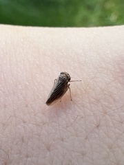 Agallia quadripunctata