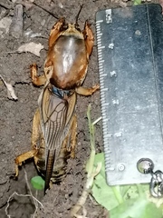 Gryllotalpa vineae