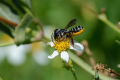 Megachile inimica