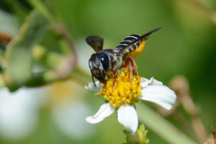 Megachile inimica