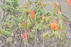 Tristerix longibracteatus