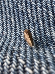 Agallia quadripunctata