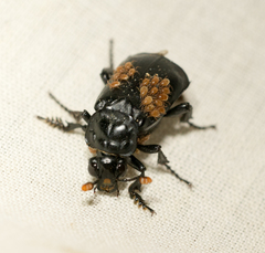 Nicrophorus nigrita
