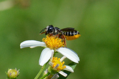 Megachile inimica