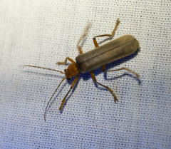 Pacificanthia consors