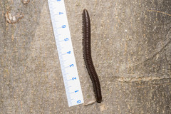 Pachyiulus oenologus