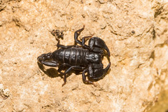 Euscorpius