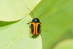 Cryptocephalus bipunctatus