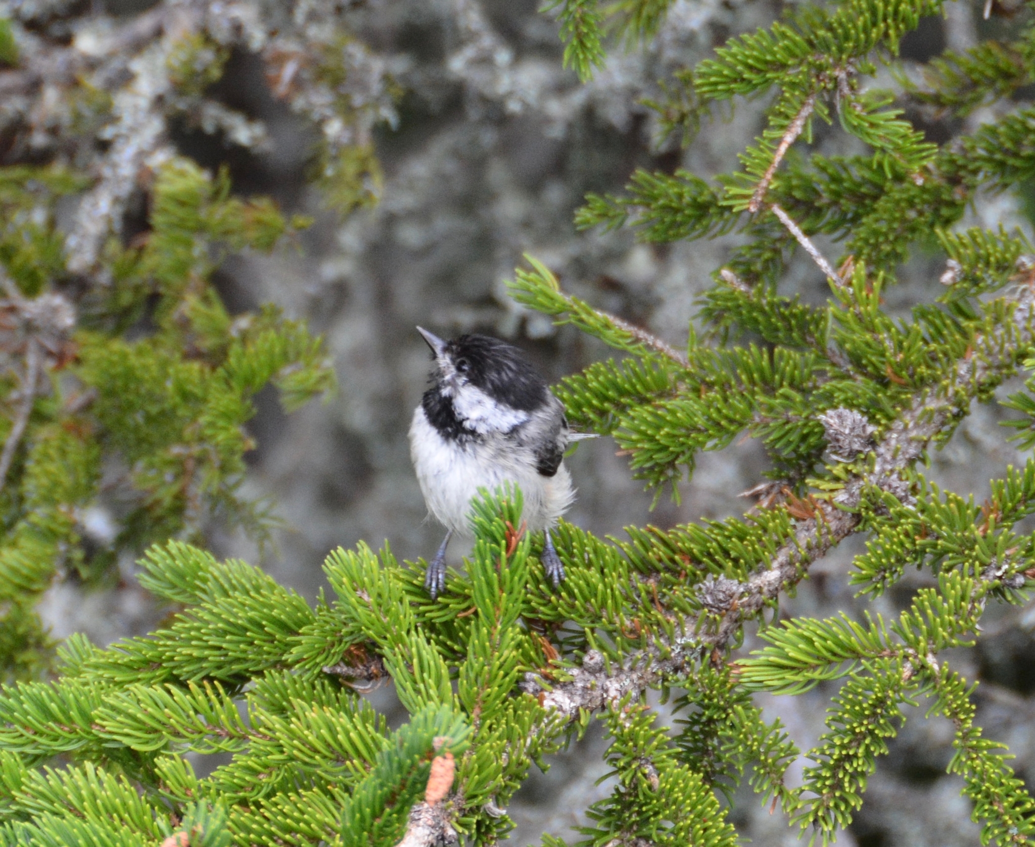 Black-capped Chickadee